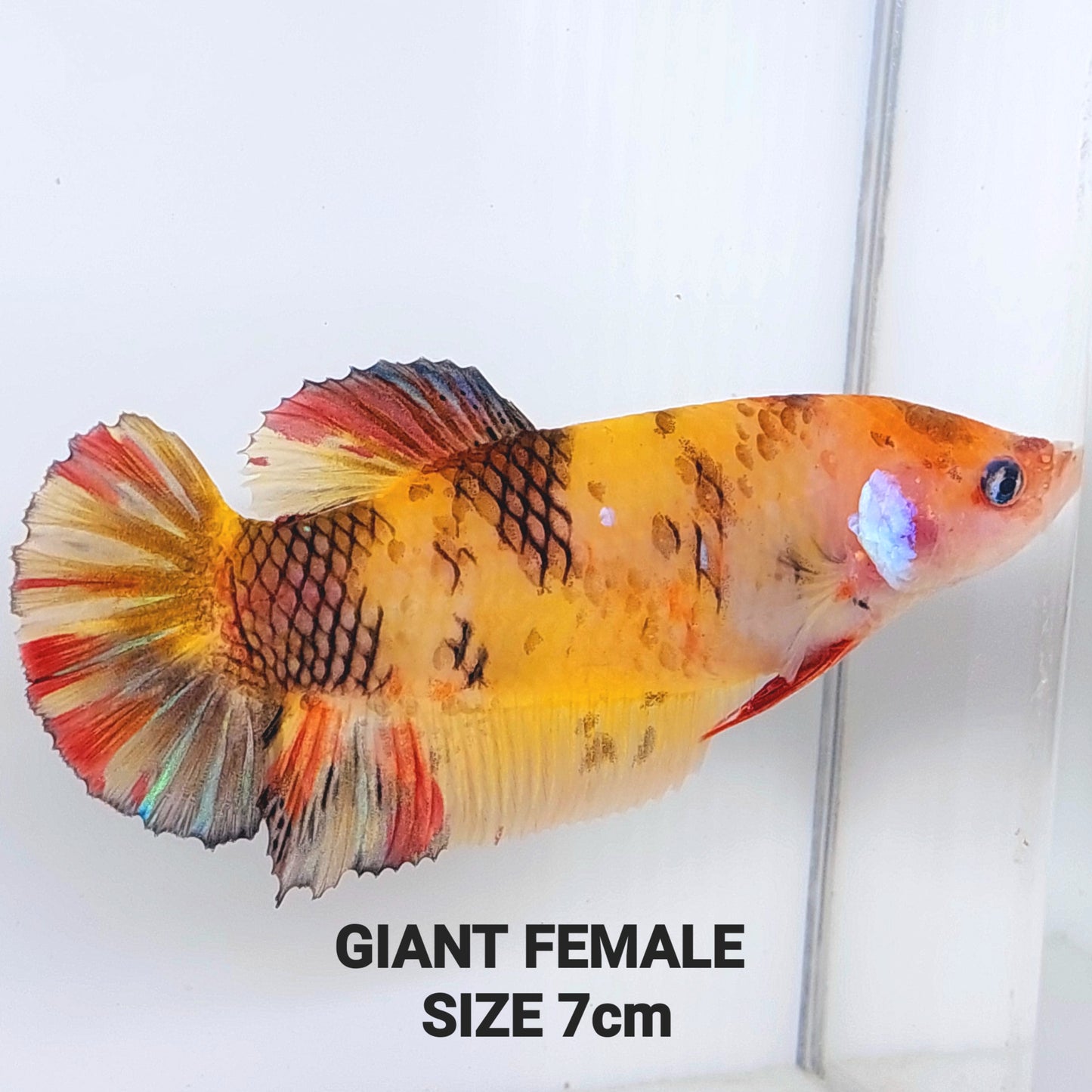 Yellowbase Koi Tiger GIANT HMPK Female For Sorority Tank/Breed