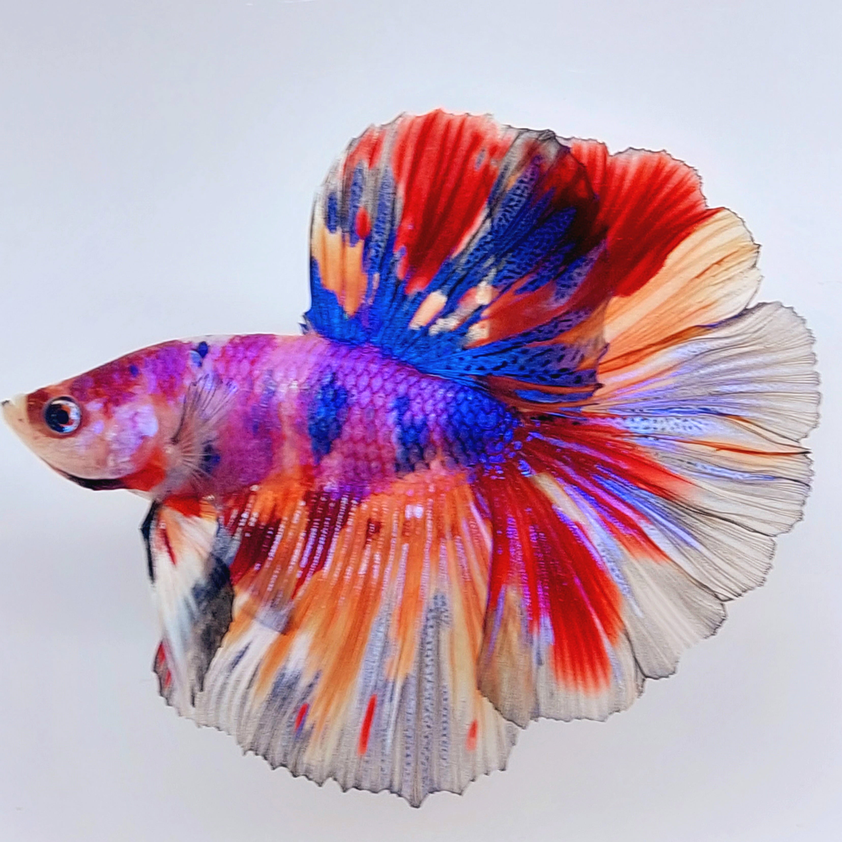 Multicolor Pink Purple Candy Halfmoon Male