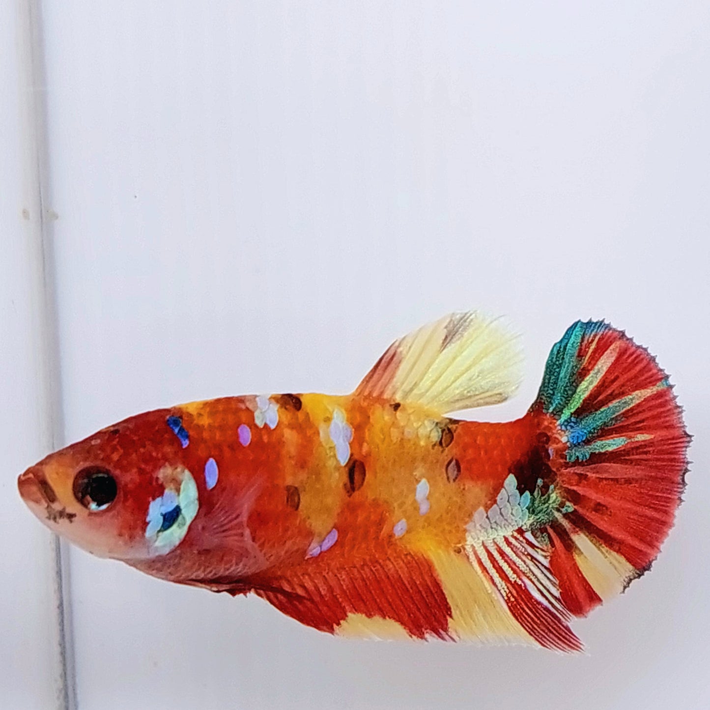 Multicolor Koi Galaxy HMPK hembra para hermandad de mujeres tanque/raza