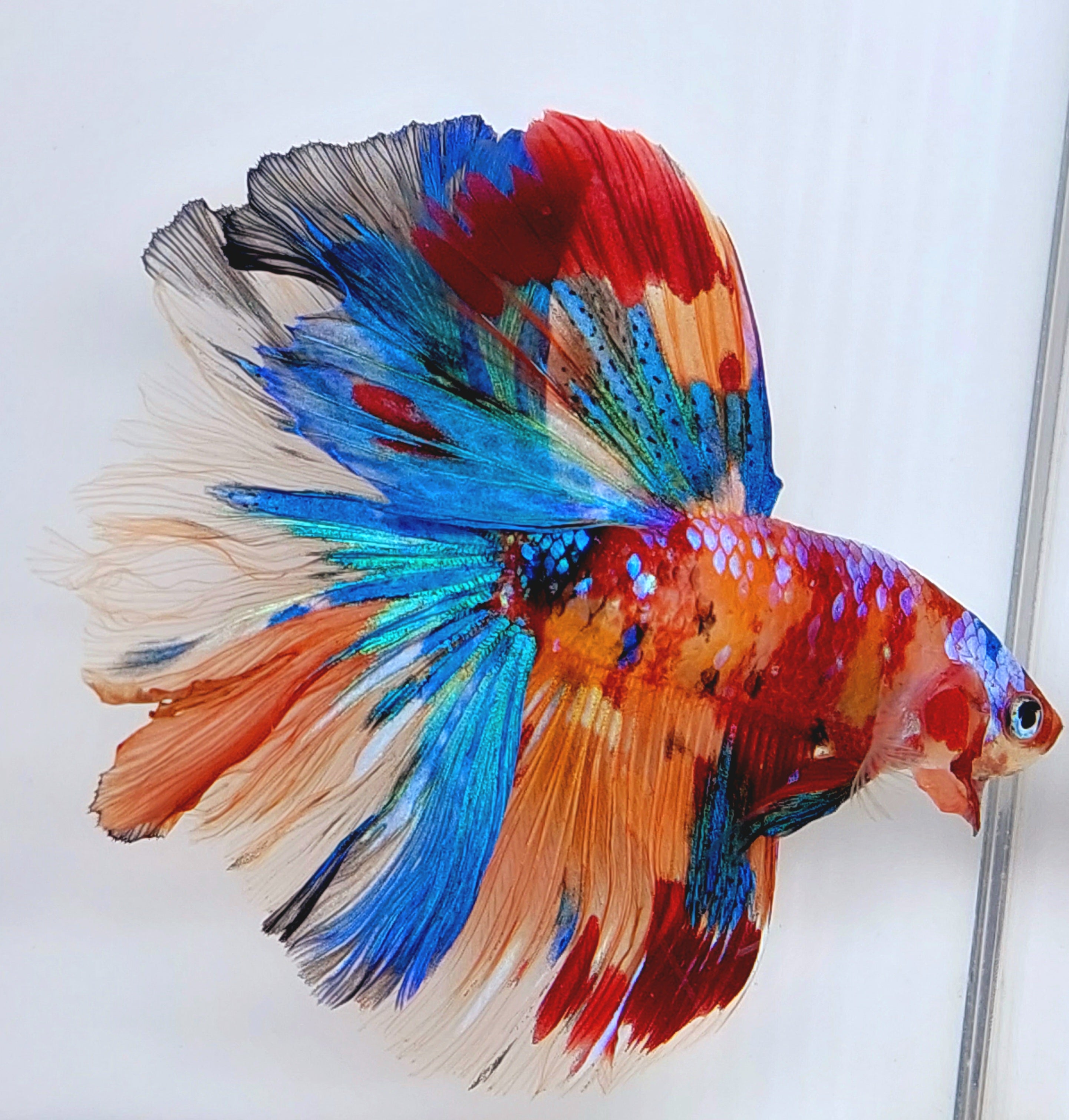 Multicolor Galaxy Candy Halfmoon Male