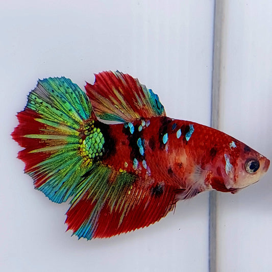 Multicolor rojo verde Koi Galaxy Halfmoon hembra para hermandad de mujeres tanque/raza