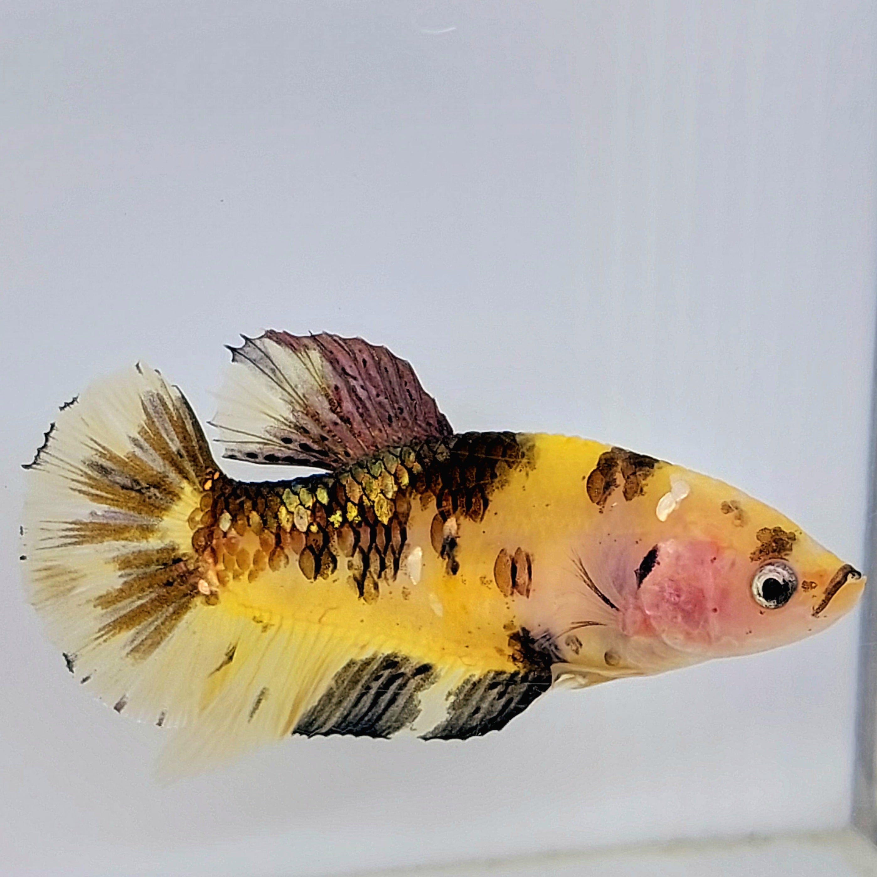 Yellow Tiger Copper Gold Galaxy HMPK Female For Sorority Tank/Breed