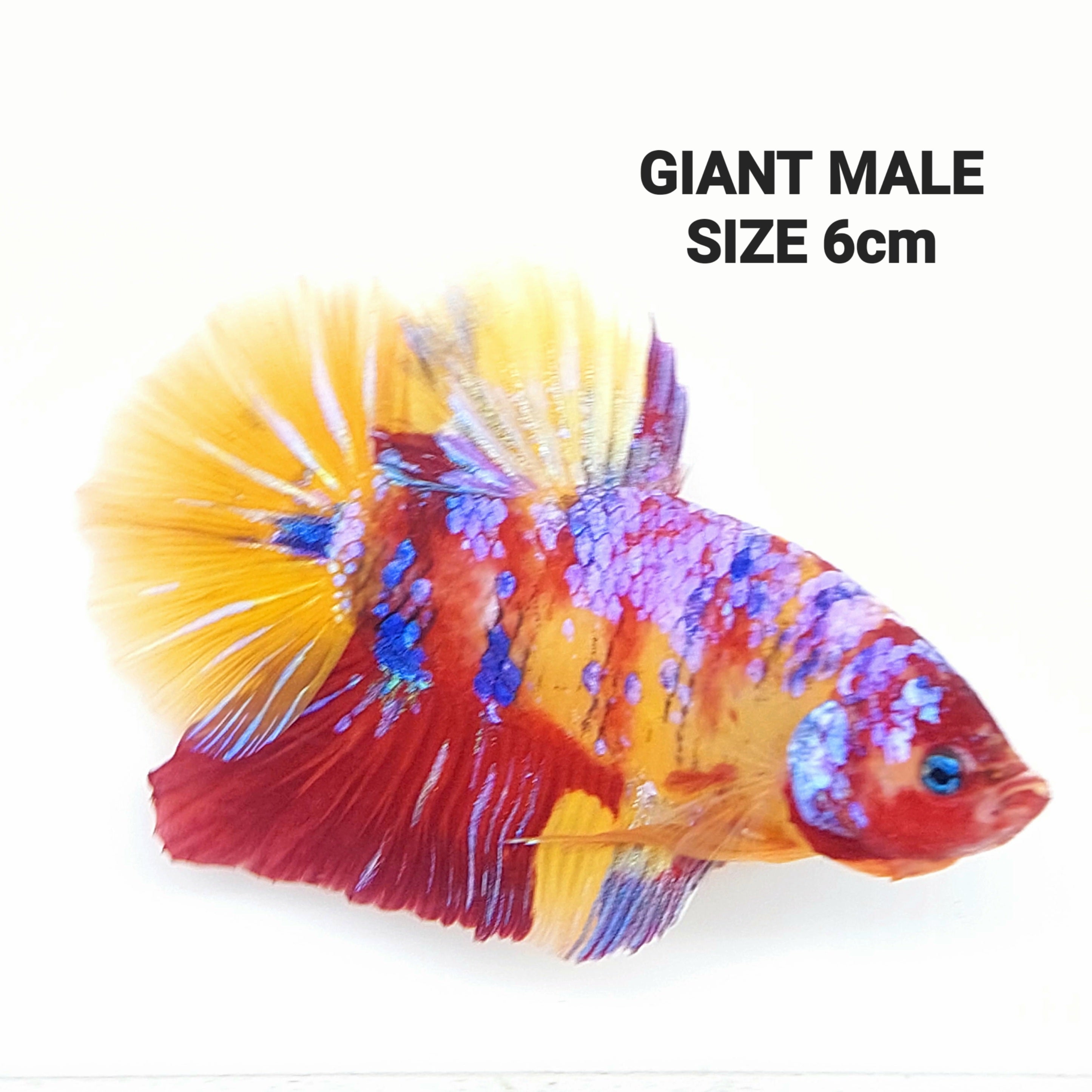 Yellowbase Multicolor Pink Galaxy GIGANTE HMPK Macho