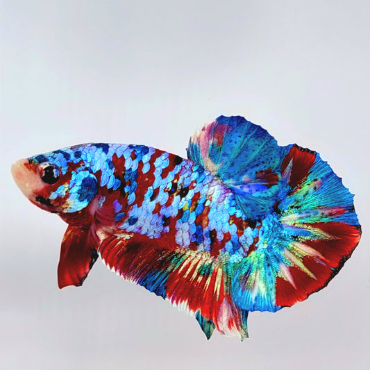 Multicolor Koi Galaxy OHMPK Macho