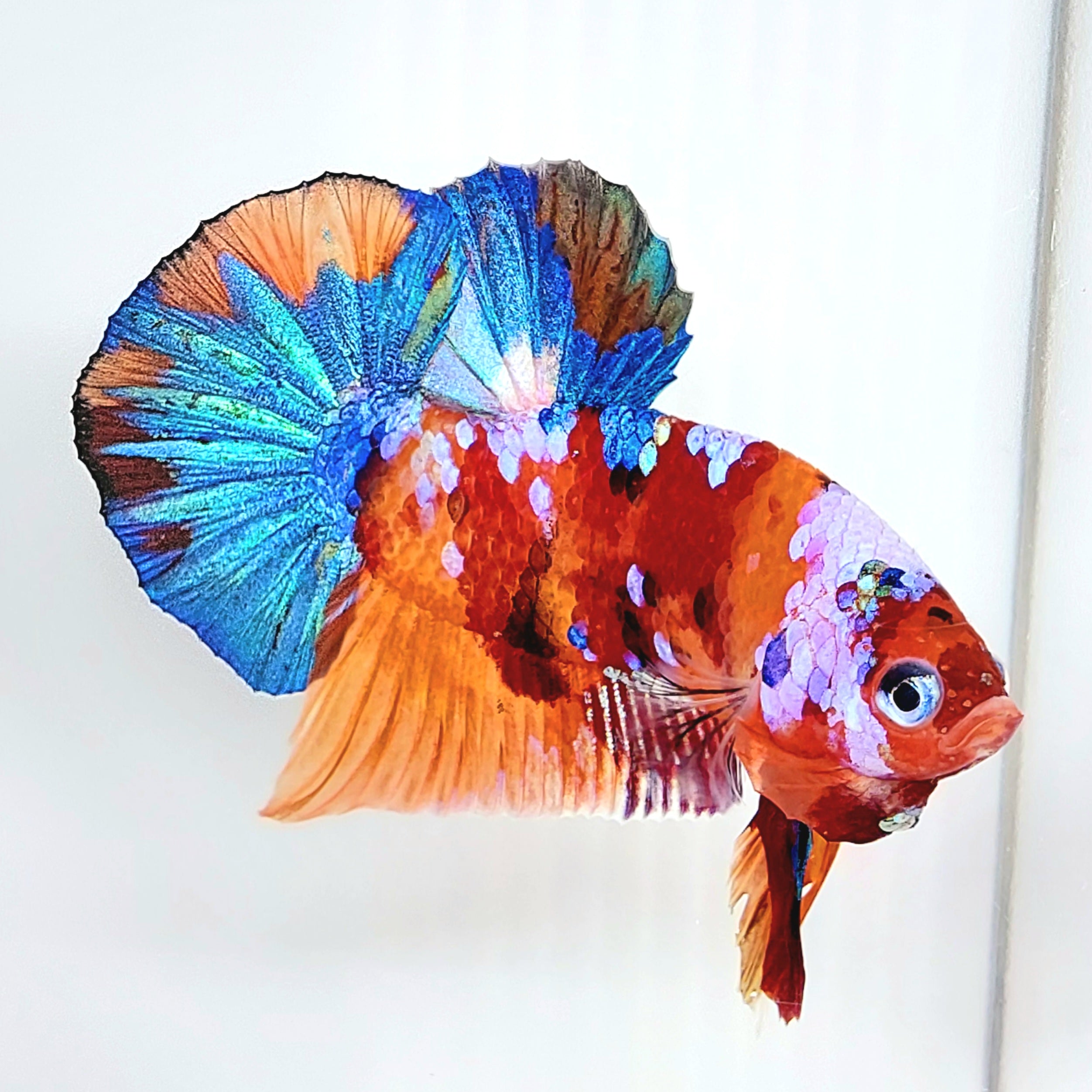 Multicolor Candy Galaxy HMPK Male