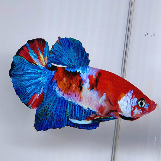 Rojo Koi Galaxy HMPK Macho