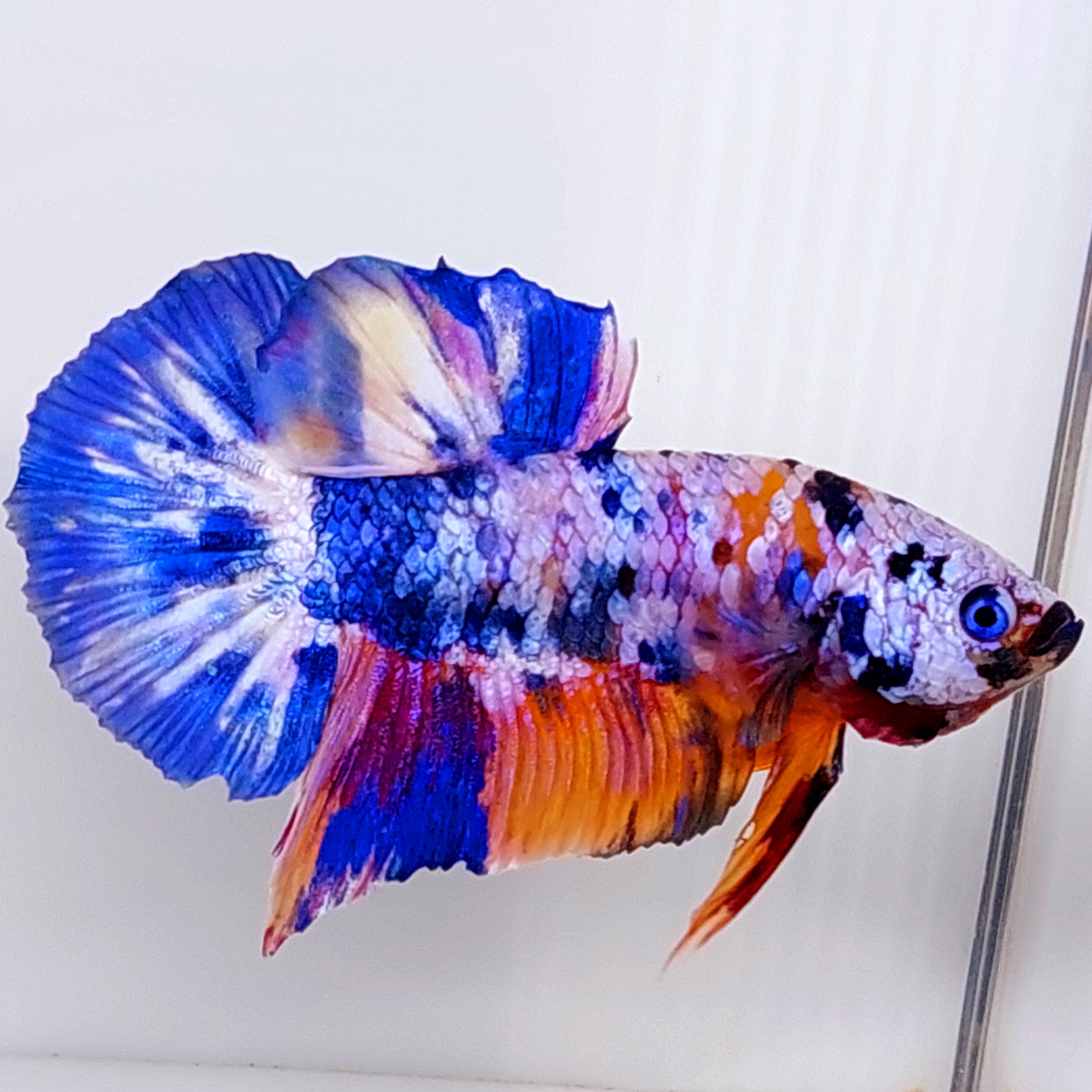 Multicolor Pink Purple Galaxy HMPK Male