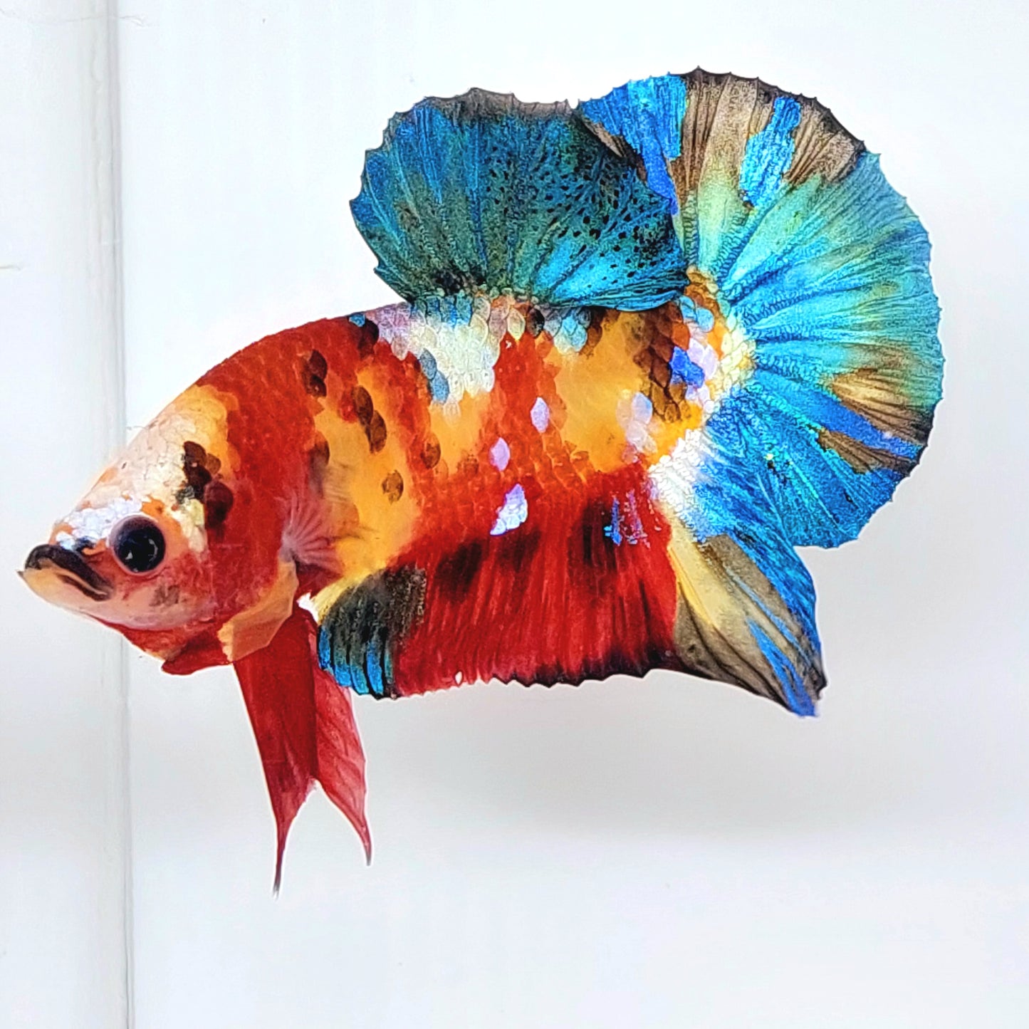 Multicolor Yellowbase Koi Galaxy HMPK Macho