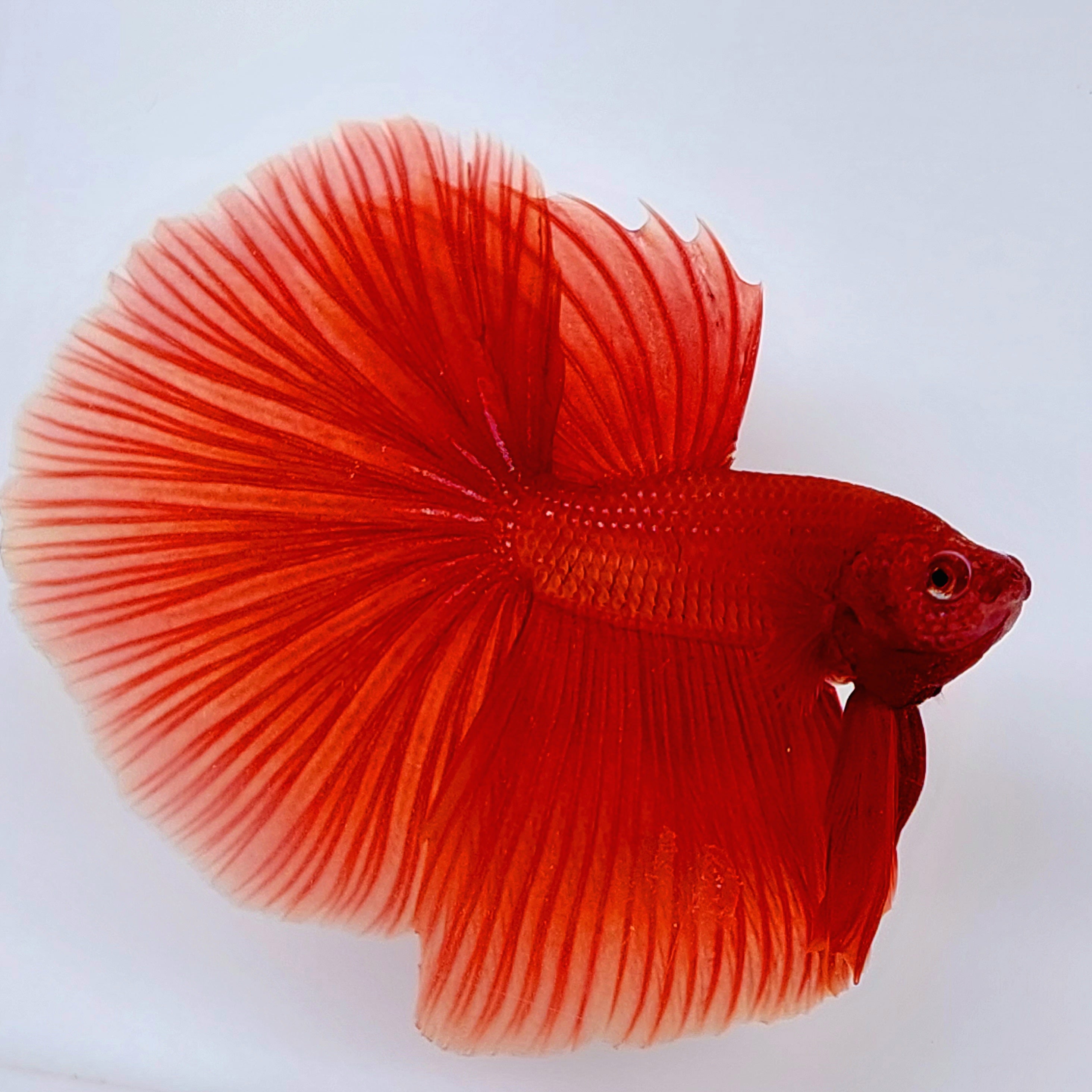 Super Red Solid Halfmoon Male