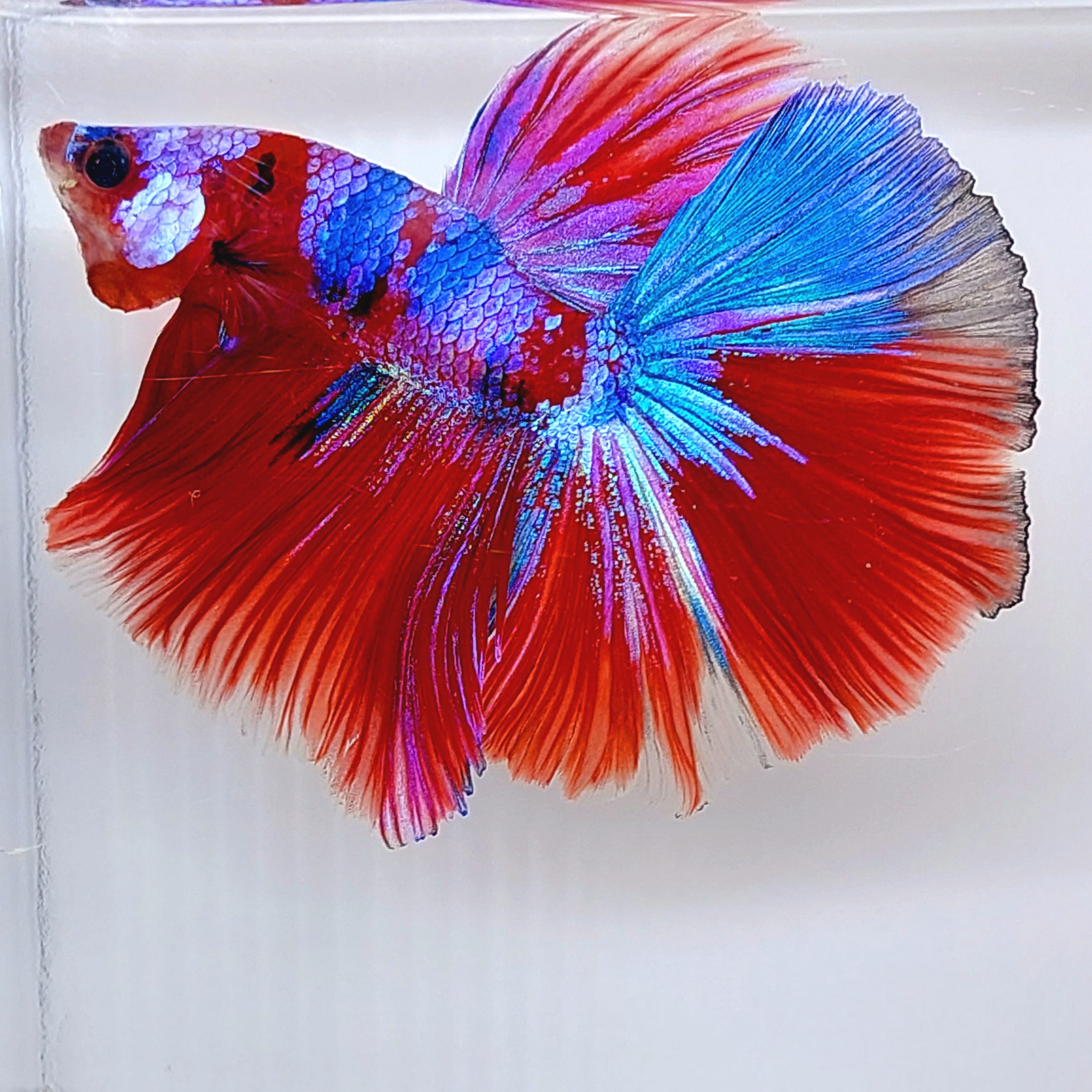 Red Koi Pink Purple Galaxy Halfmoon Male