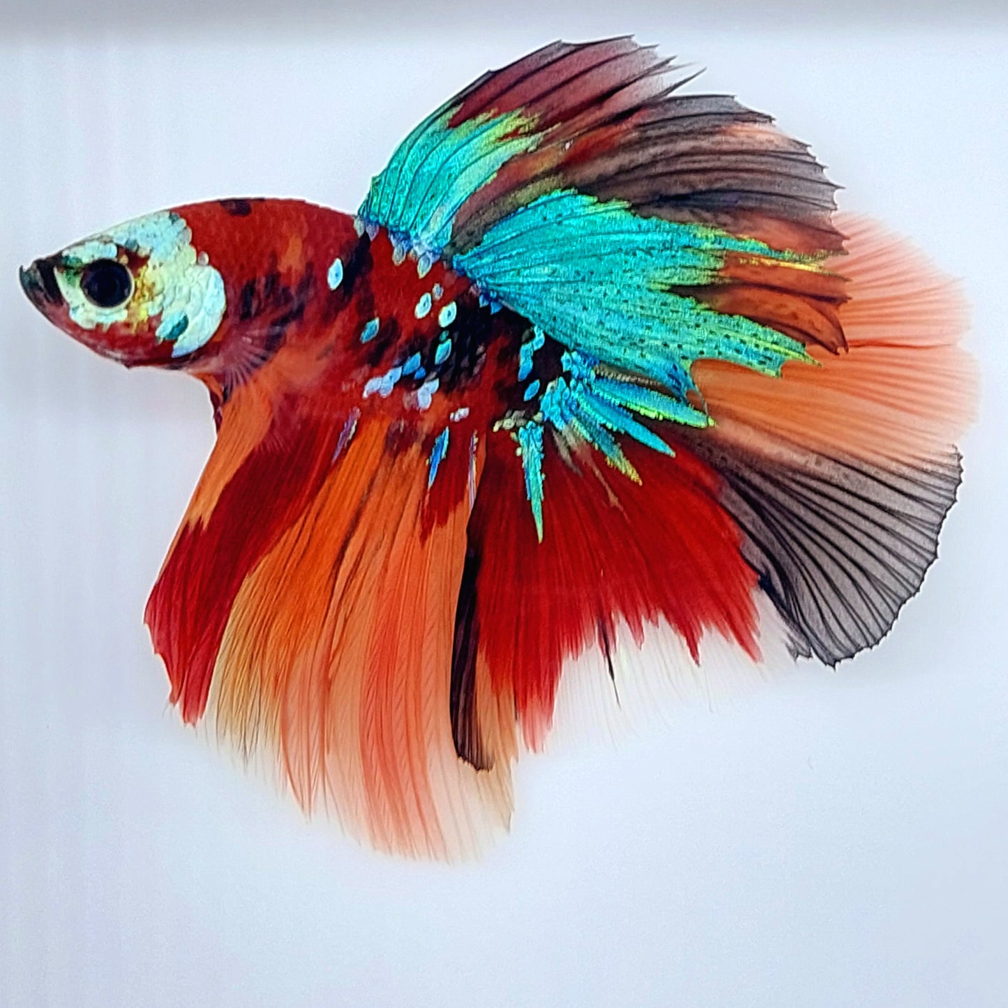 Monstruo multicolor Koi Galaxy Halfmoon Macho