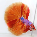 Multicolor Orange Pink Purple Candy Halfmoon Male