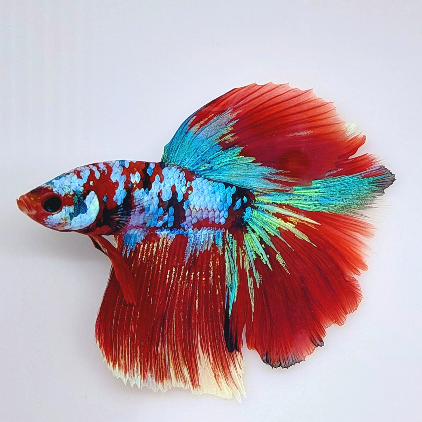 Rojo Koi Galaxia Media Luna Macho