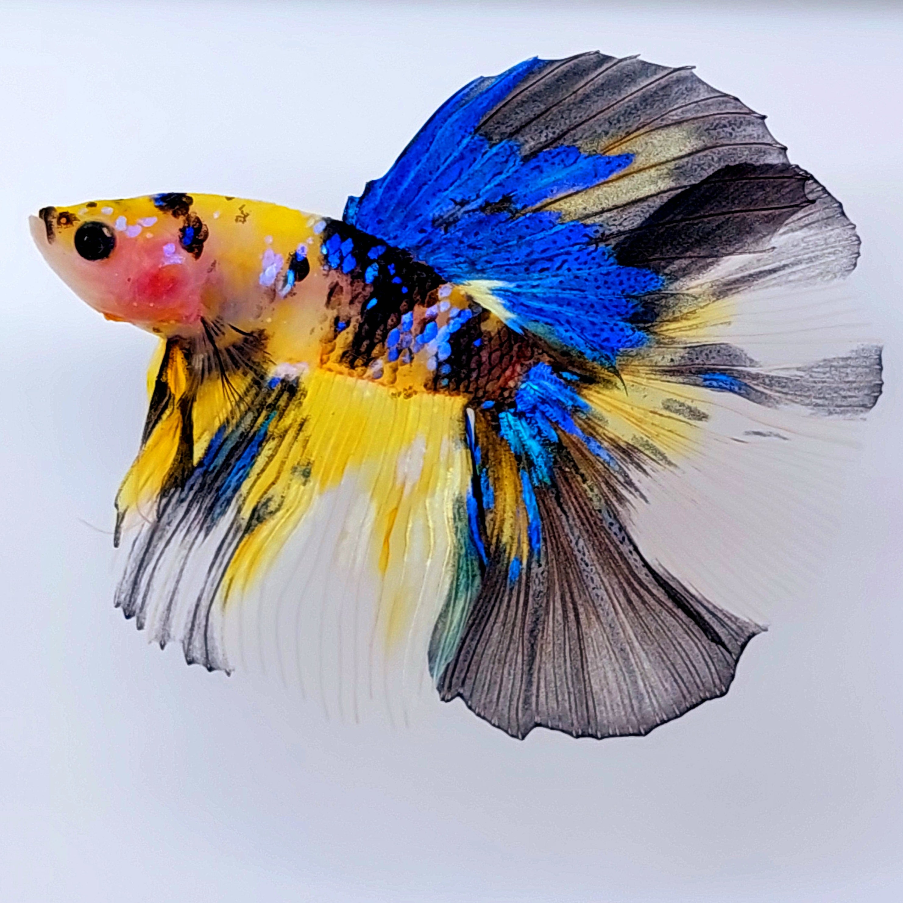 黄色い鯉ギャラクシー ハーフムーン オス