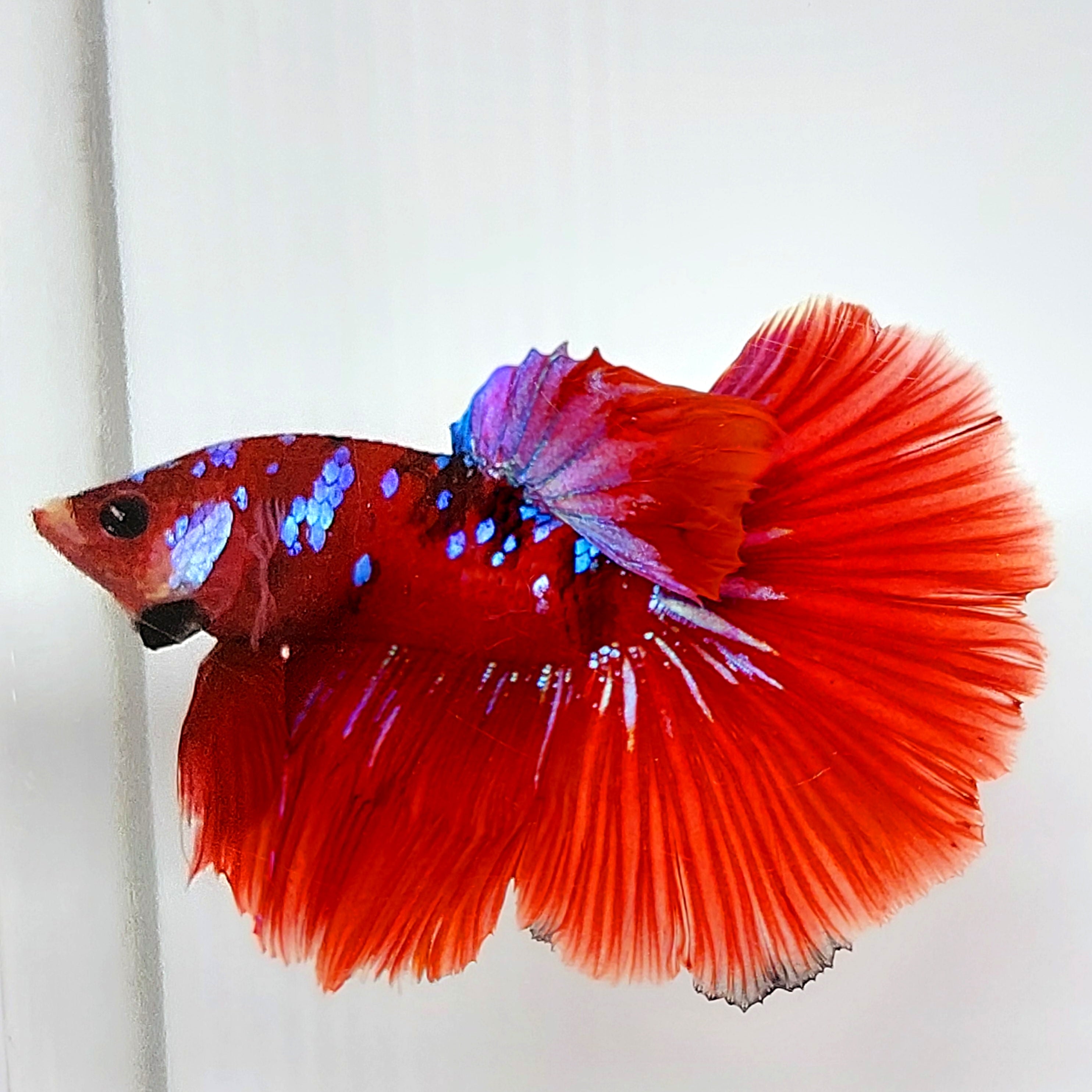 レッド・コイ・パープル・ギャラクシー・ハーフムーン・オス