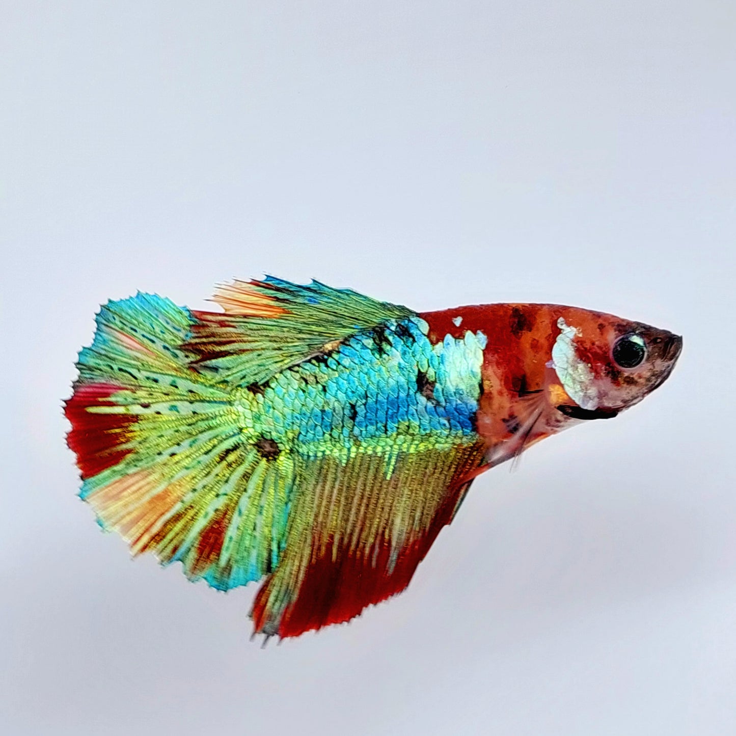 Shimmer Green Koi Multicolor Halfmoon Female For Sorority Tank/Breed