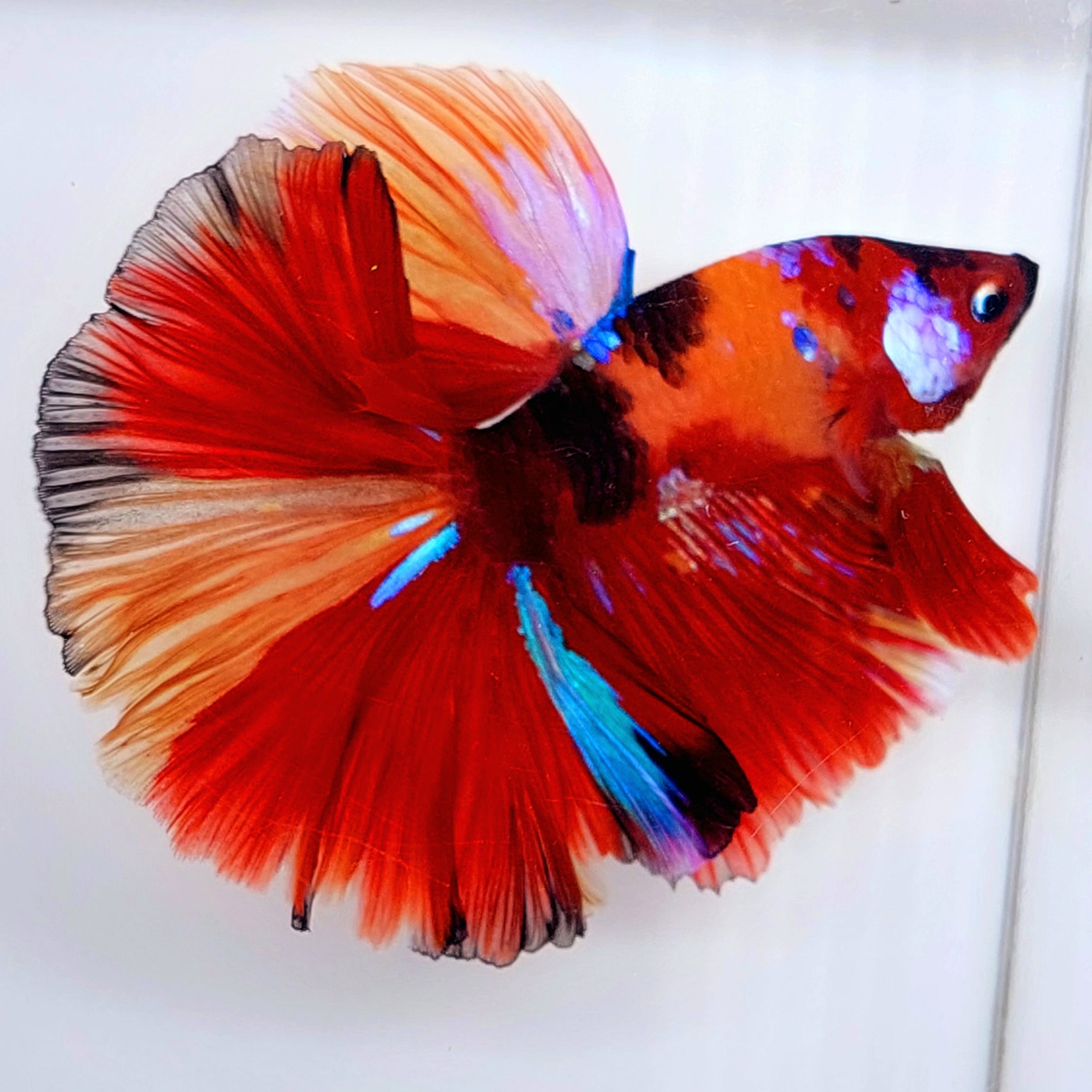 マルチカラー キャンディー ギャラクシー オーバー ハーフムーン 男性