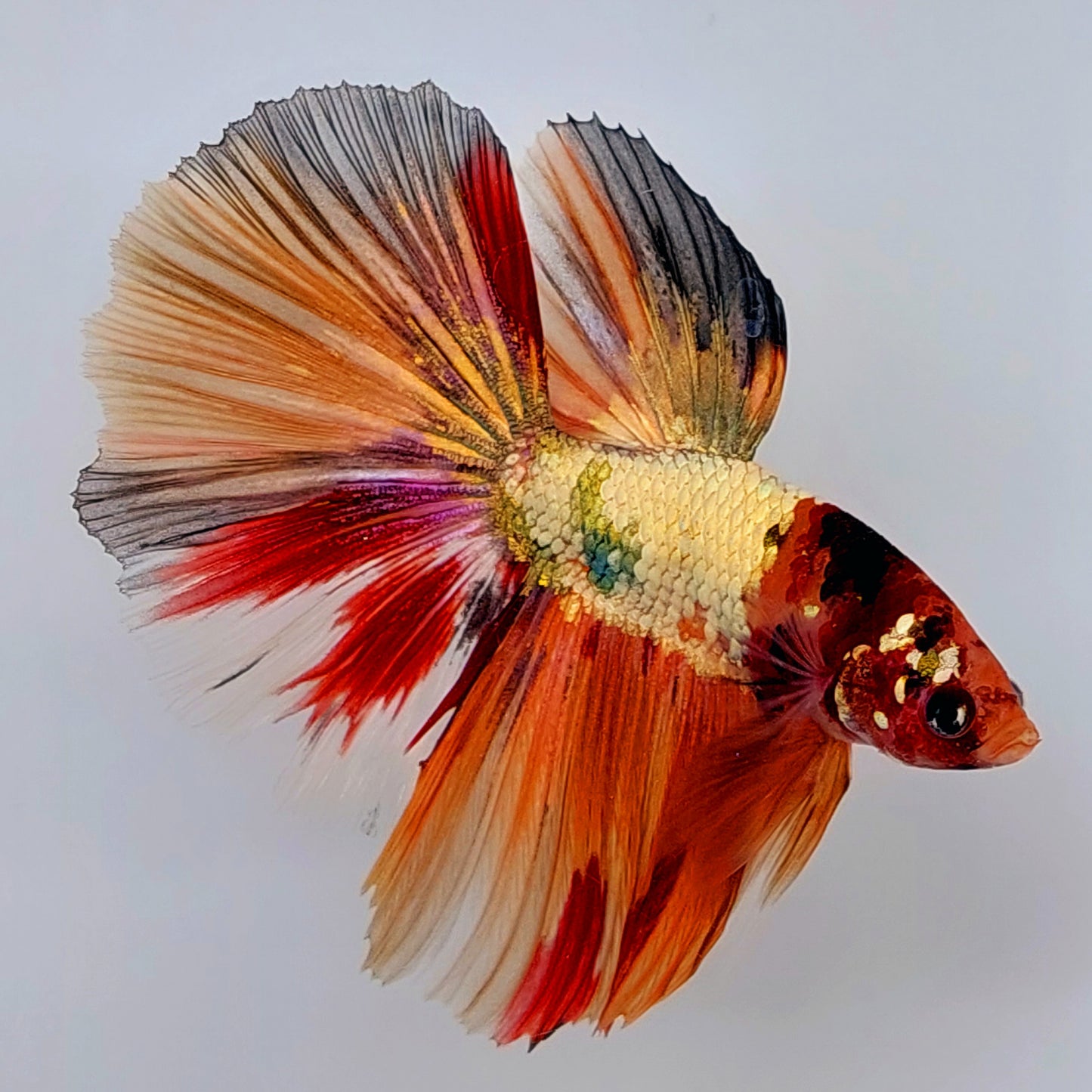 Multicolor Koi Cobre Dorado Caramelo Media Luna Macho