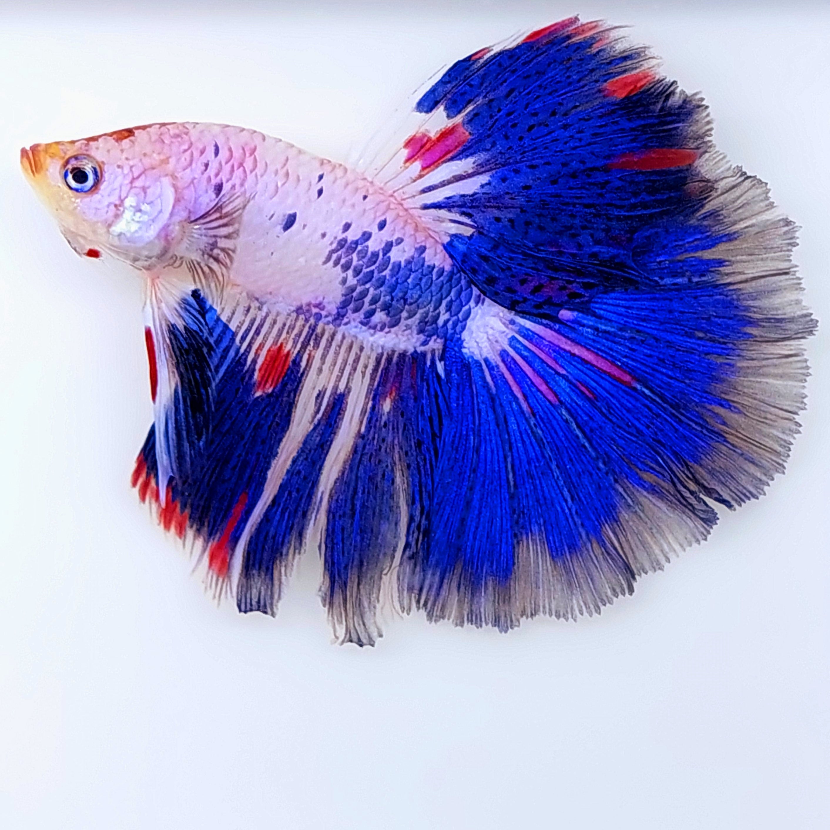 ピンク ブルー ファンシー ハーフムーン 男性