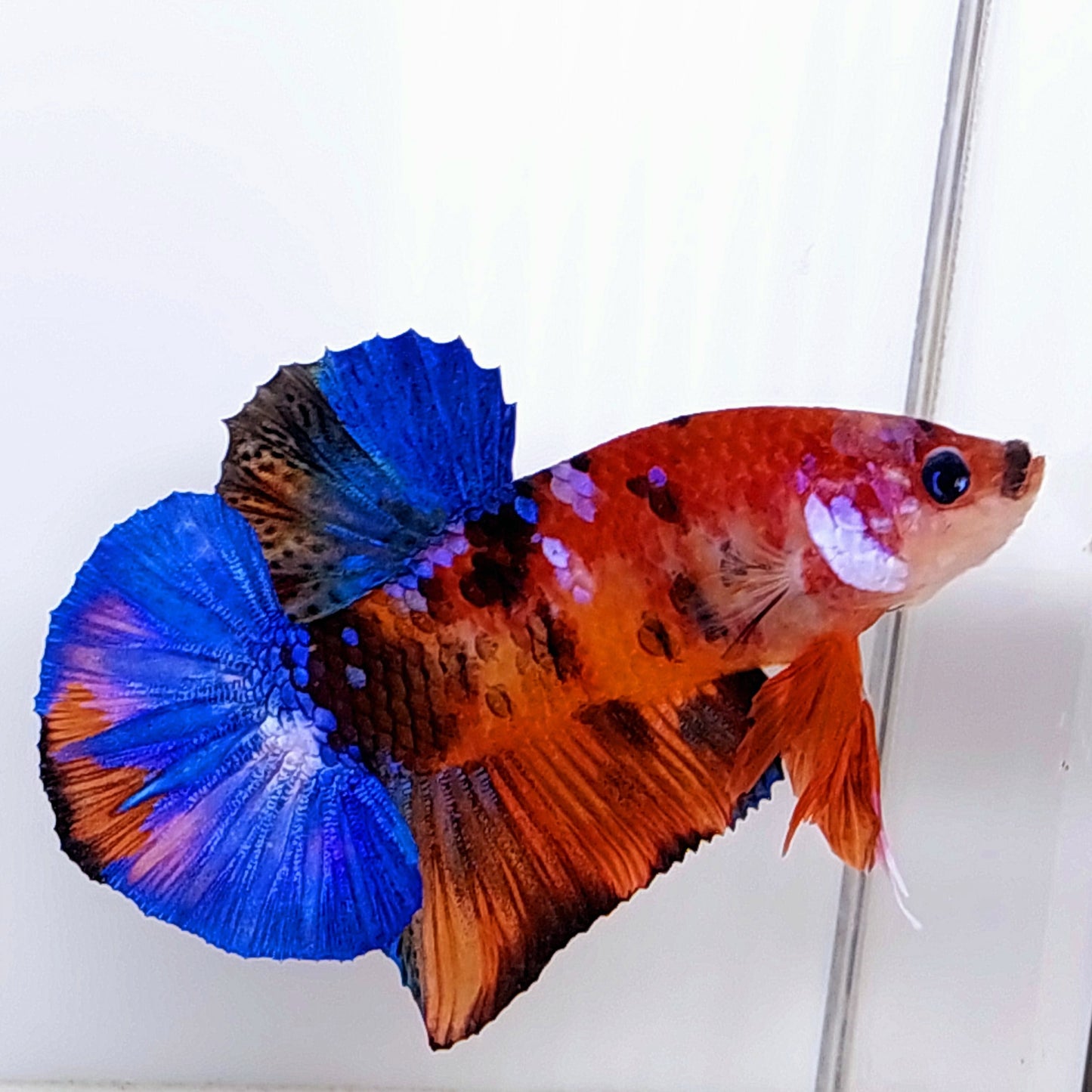 Rojo Azul Tigre Koi Galaxy OHMPK Macho