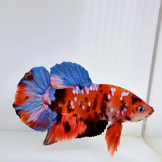 Naranja Tigre Koi Galaxy HMPK Macho