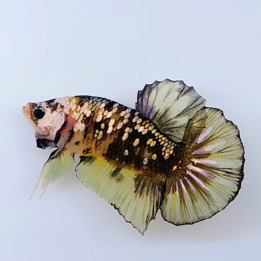 Yellow Copper Gold Galaxy HMPK Male