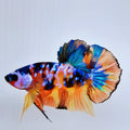 Multicolor Pink Galaxy HMPK Male