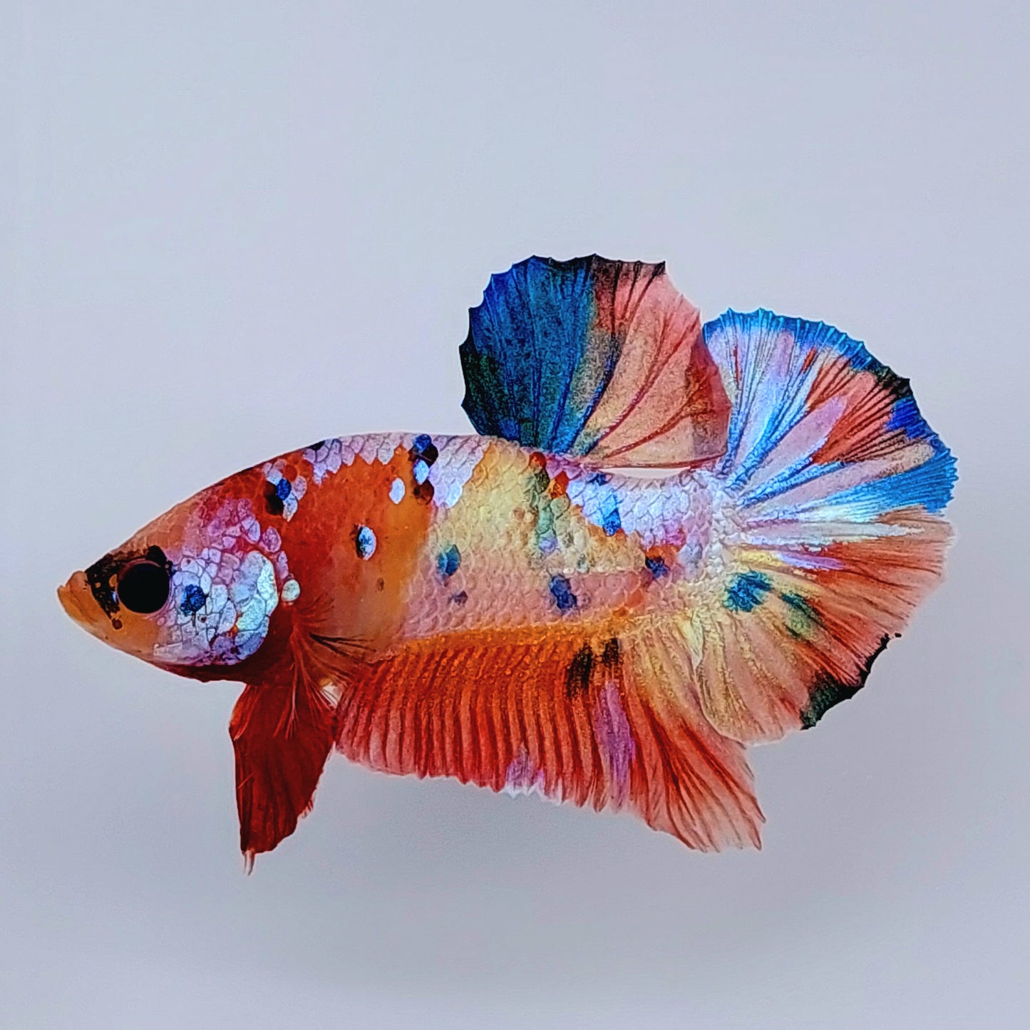 Multicolor Naranja Dorado Galaxy HMPK Macho