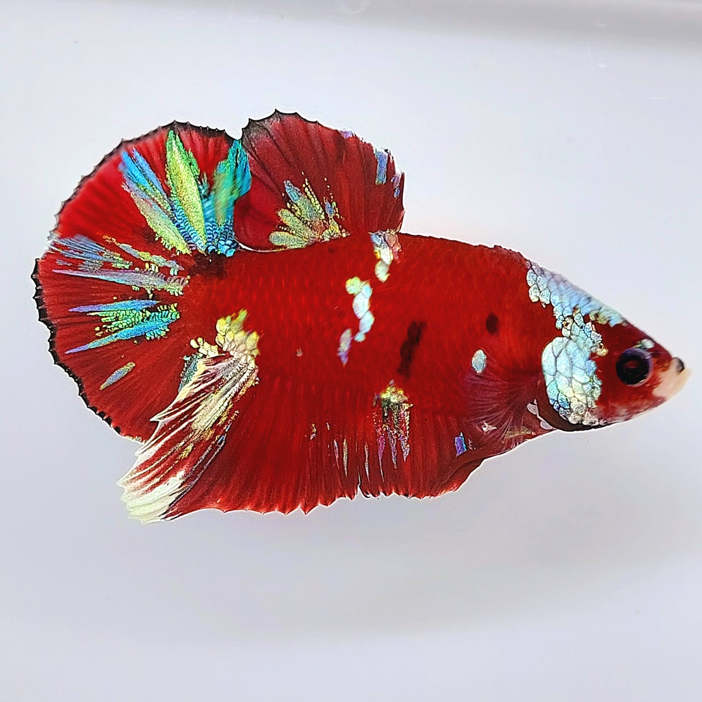 Rojo Koi Galaxy HMPK Macho