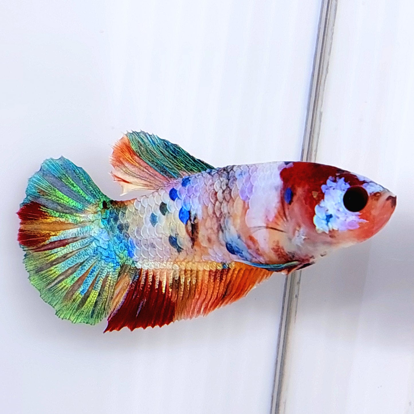 Multicolor Galaxy HMPK Female For Sorority Tank/Breed