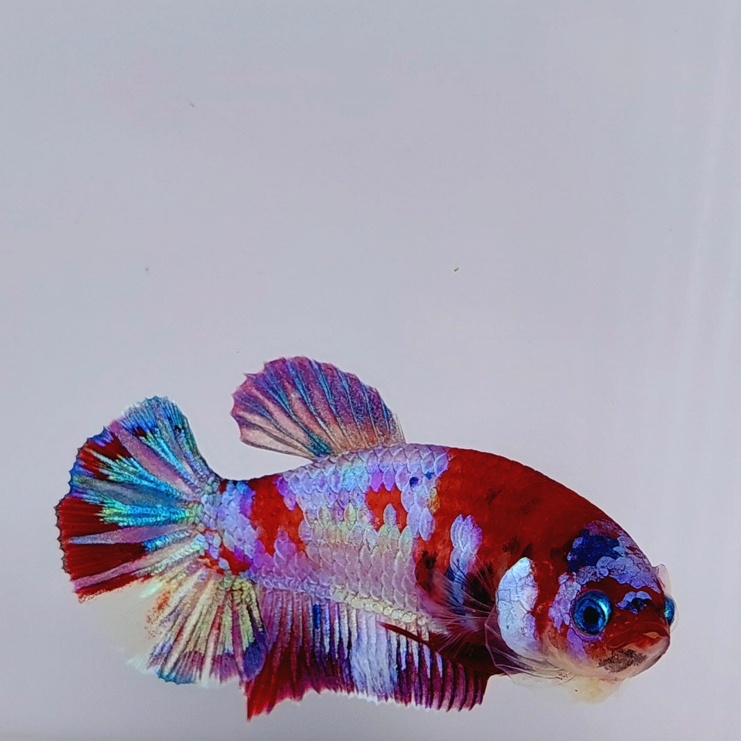 Red Multicolor Purple Koi Galaxy HMPK Female For Sorority Tank/Breed