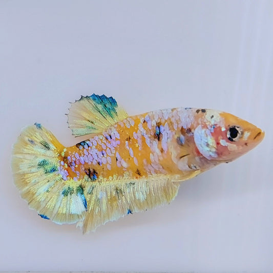 Yellow Gold Pink Koi Galaxy HMPK Female For Sorority Tank/Breed