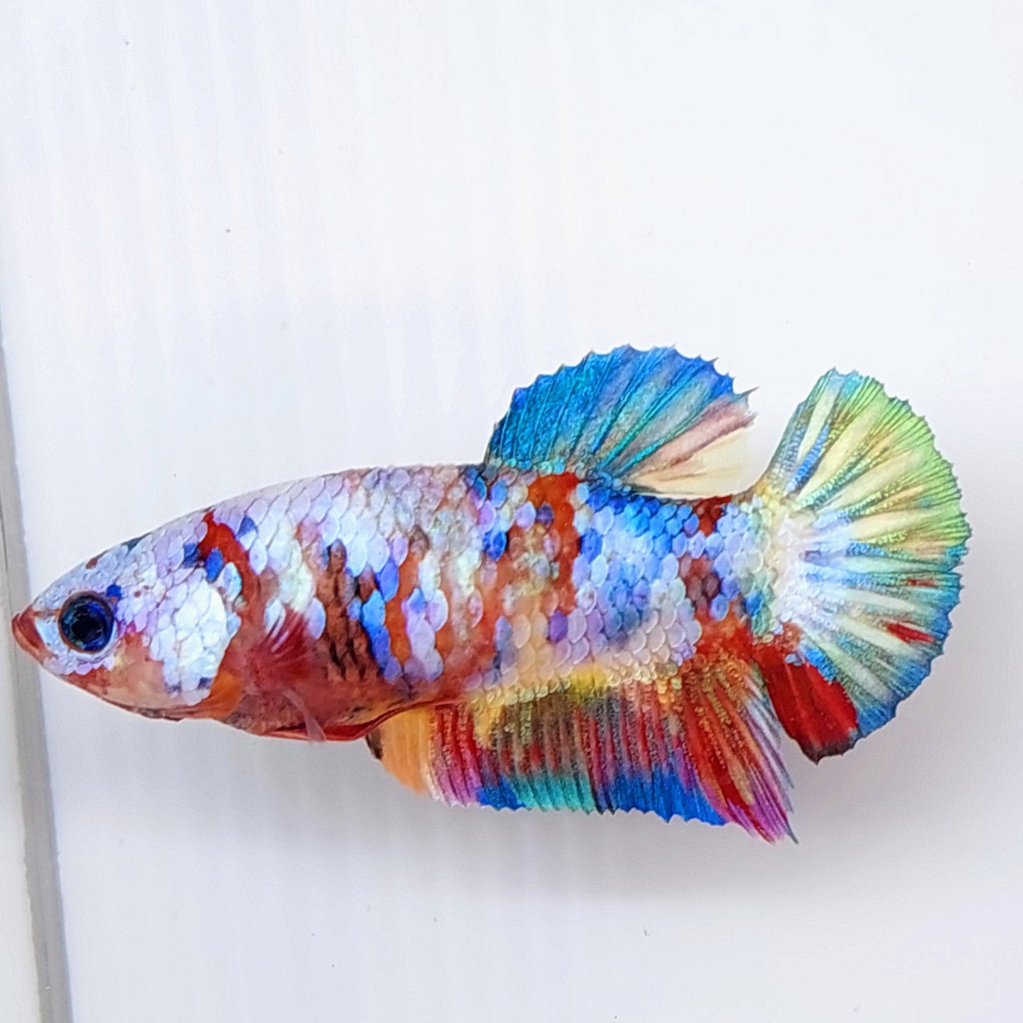 Multicolor Rainbow Galaxy HMPK Female For Sorority Tank/Breed