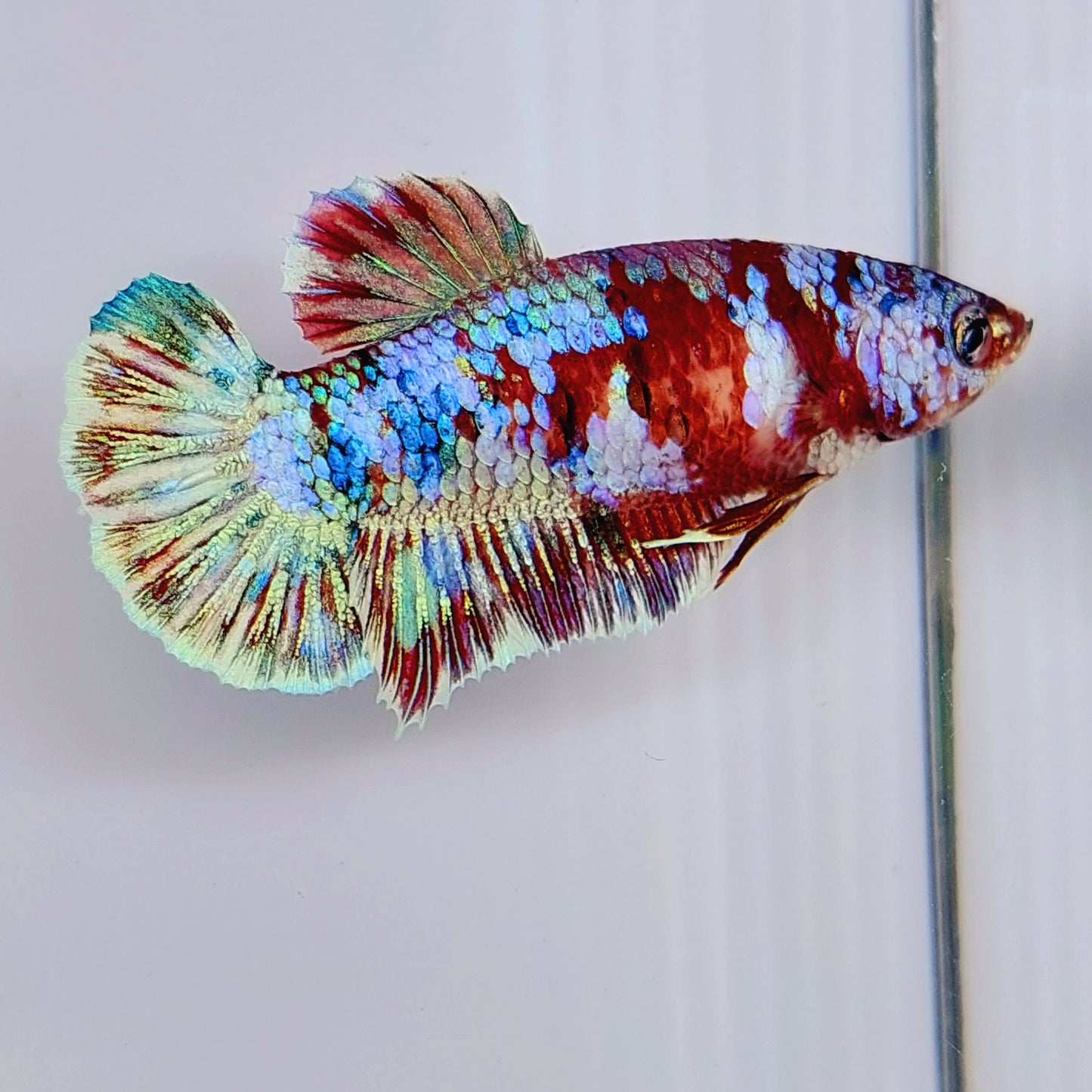 Multicolor Red Galaxy HMPK Female For Sorority Tank/Breed