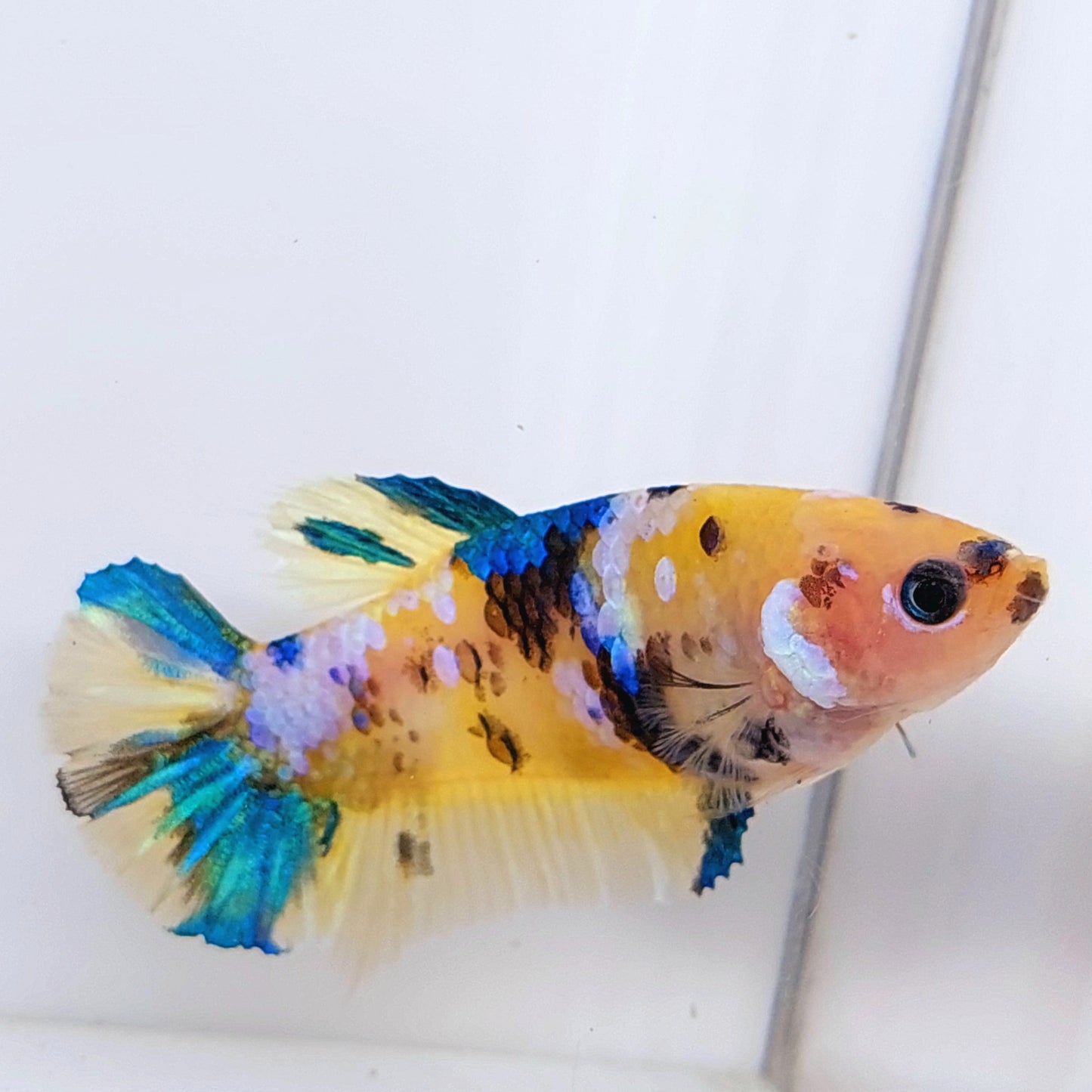 Yellow Koi Galaxy HMPK hembra para hermandad de mujeres tanque/raza