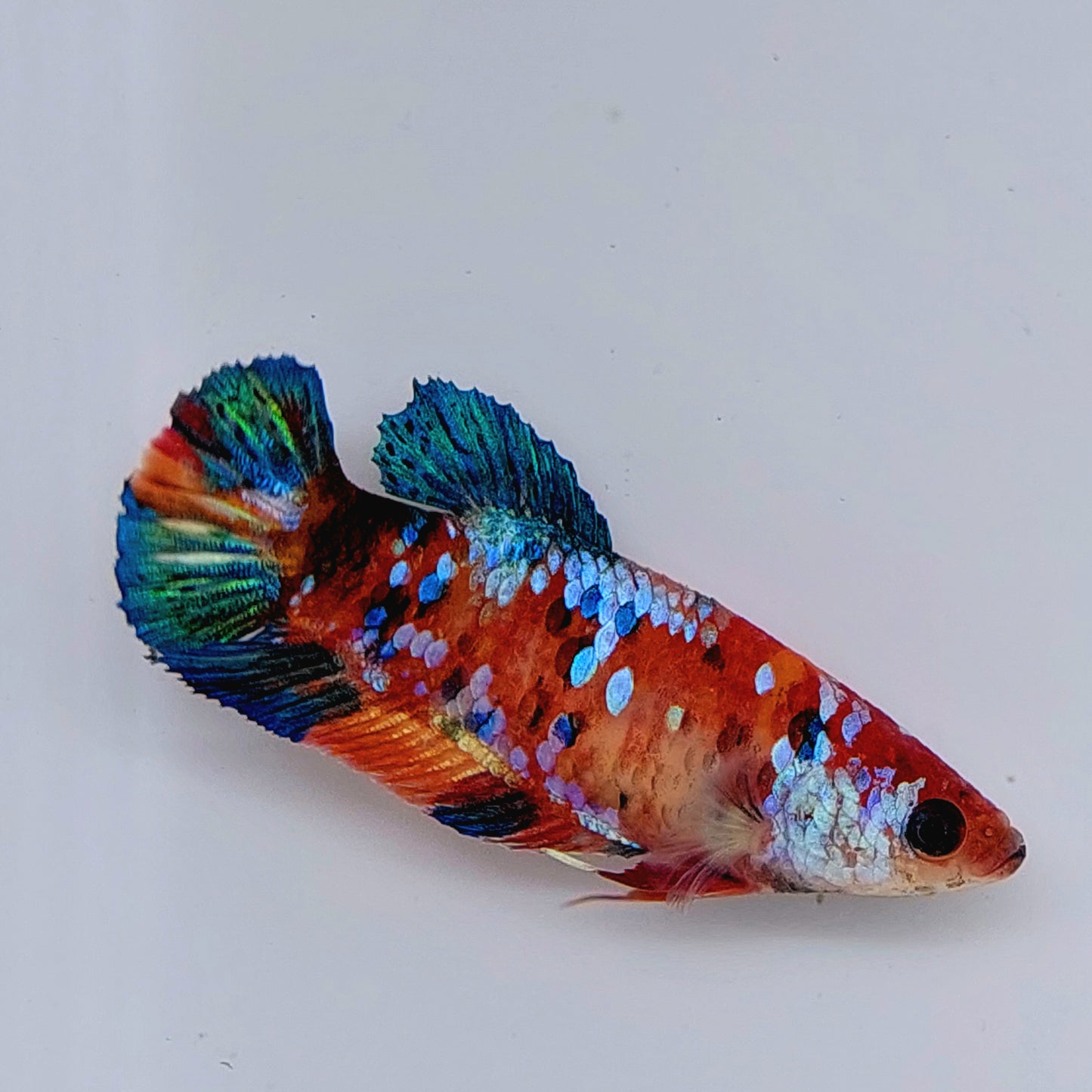 Multicolor Galaxy HMPK Female For Sorority Tank/Breed