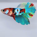 Multicolor Koi Galaxy Halfmoon Female For Sorority Tank/Breed