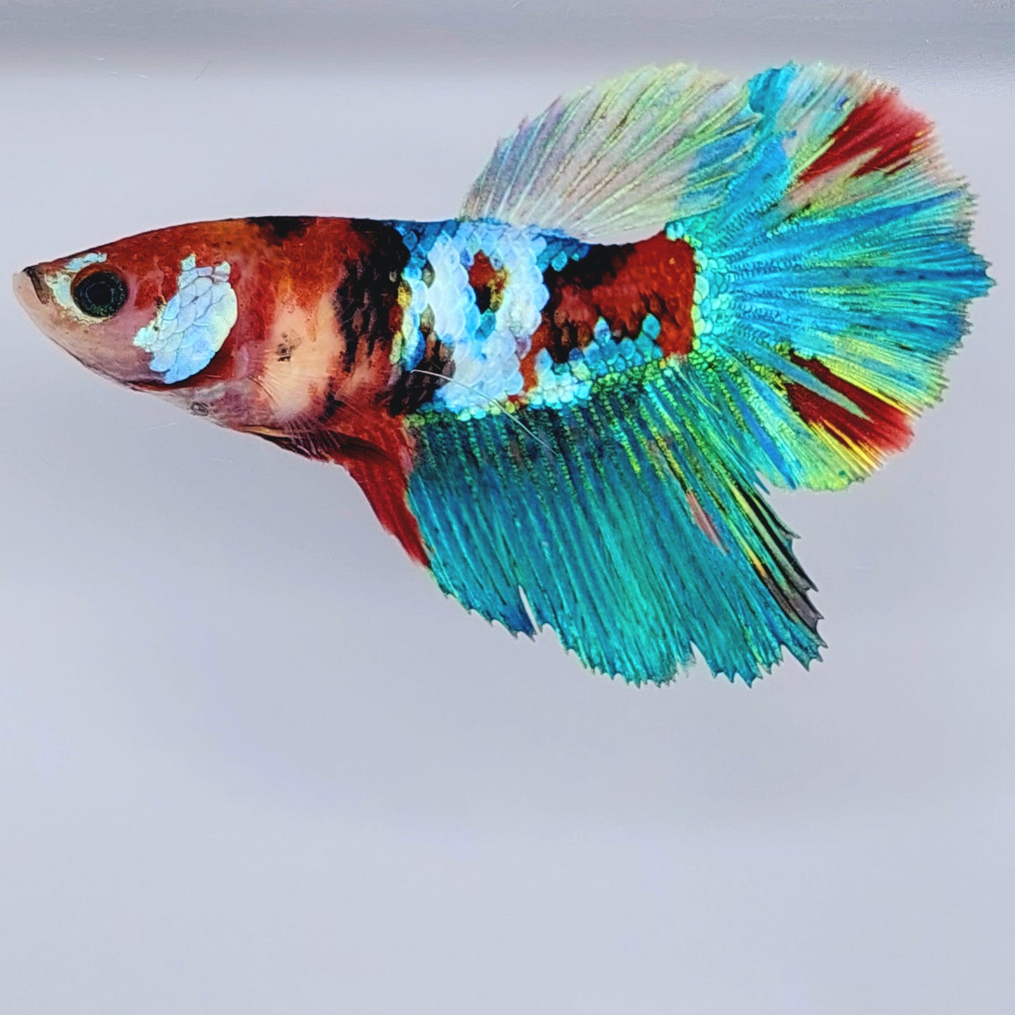 Multicolor Koi Galaxy Halfmoon Female For Sorority Tank/Breed