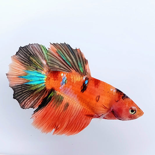 Multicolor naranja Koi Galaxy Halfmoon hembra para hermandad de mujeres tanque/raza