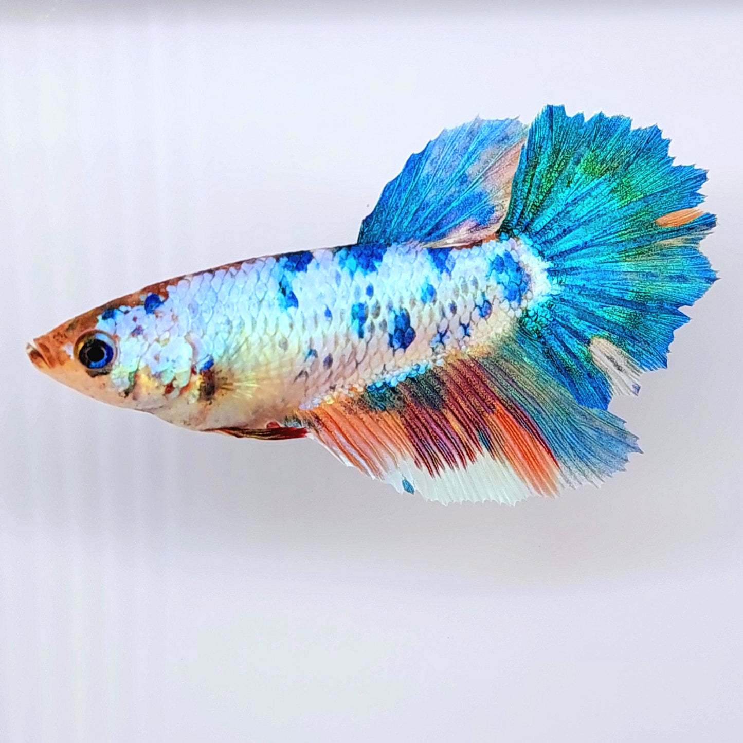 Multicolor Halfmoon Female For Sorority Tank/Breed