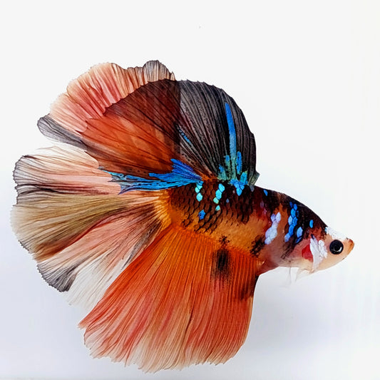 Multicolor Koi Galaxy Halfmoon Macho