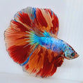 Multicolor Candy Halfmoon Male
