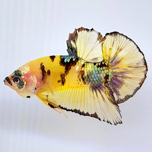 Yellow Gold Tiger Copper Koi Galaxy HMPK Male