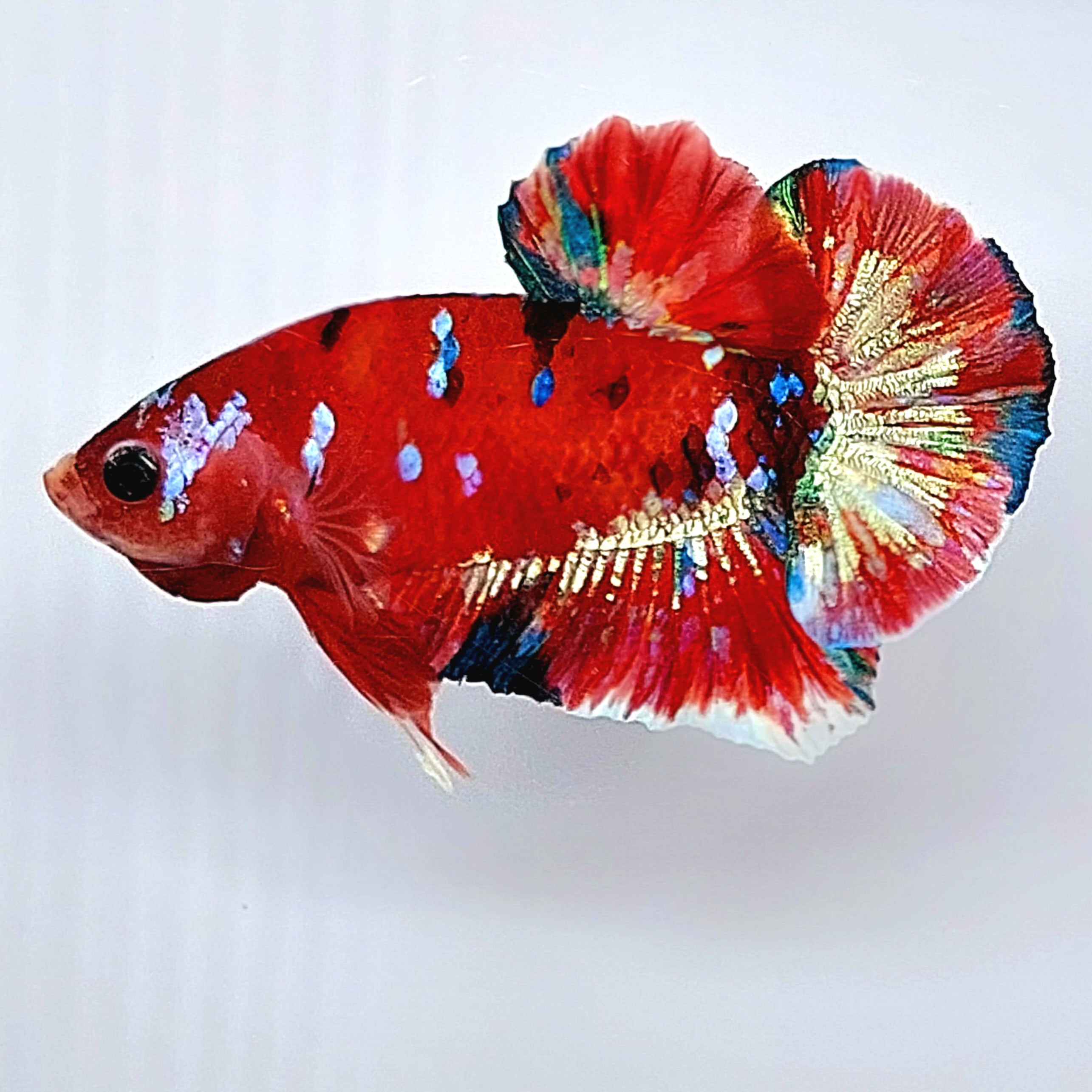 レッド マルチカラー ギャラクシー HMPK 男性