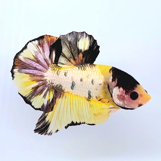 Yellow Gold Tiger Copper Koi HMPK Male