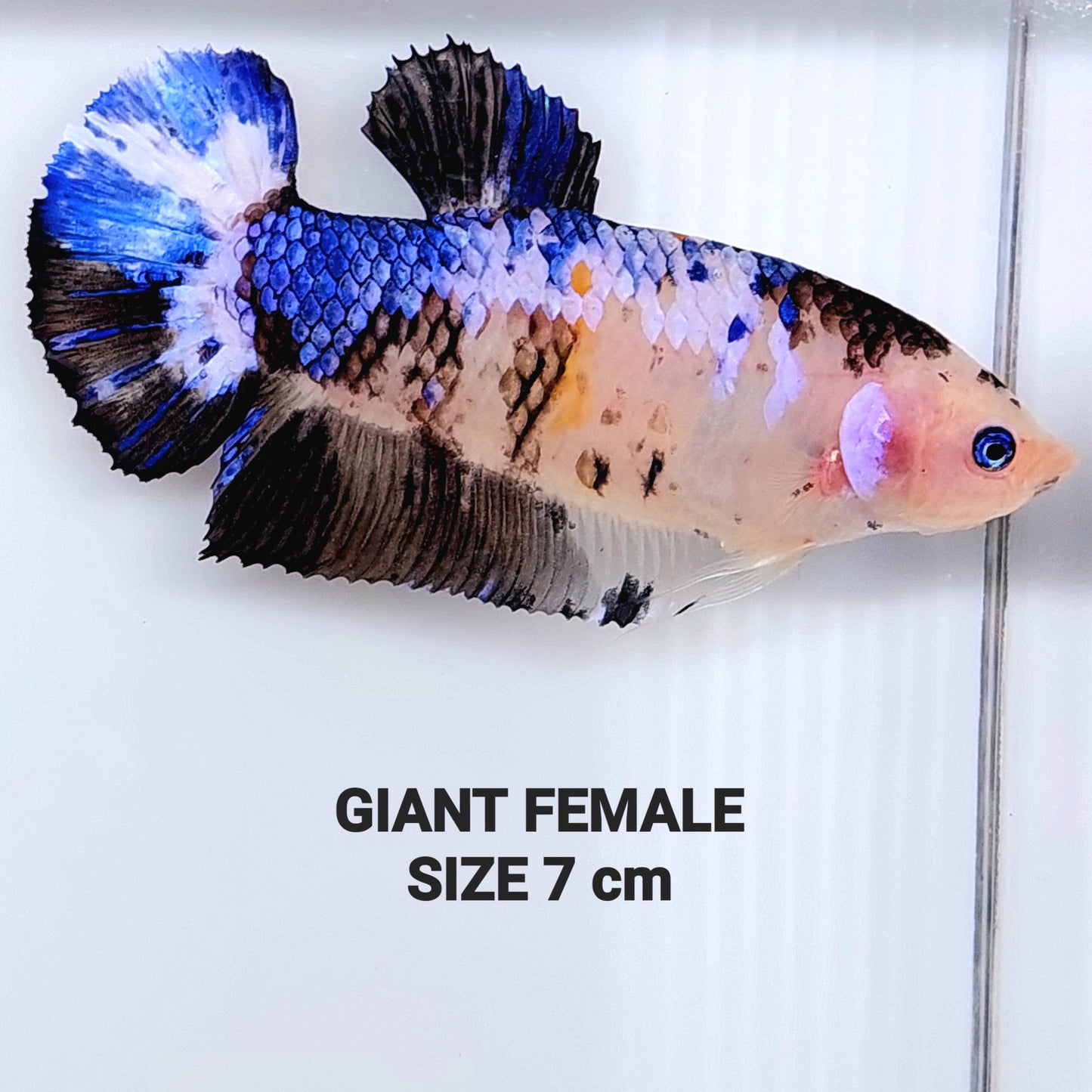 Blue Eye Blue Koi GIANT HMPK Female For Sorority Tank/Breed