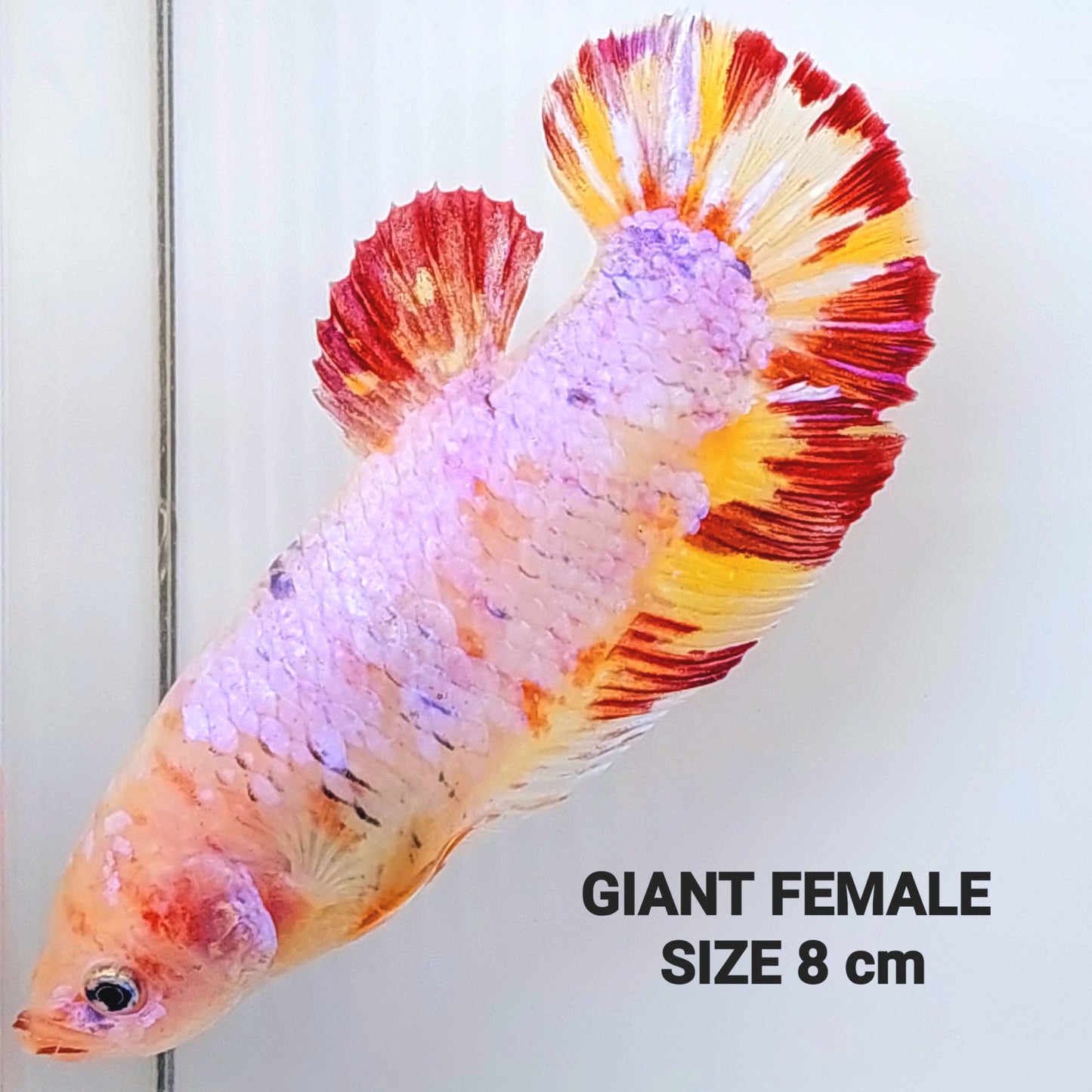 Multicolor Pink Candy GIANT HMPK Female For Sorority Tank/Breed