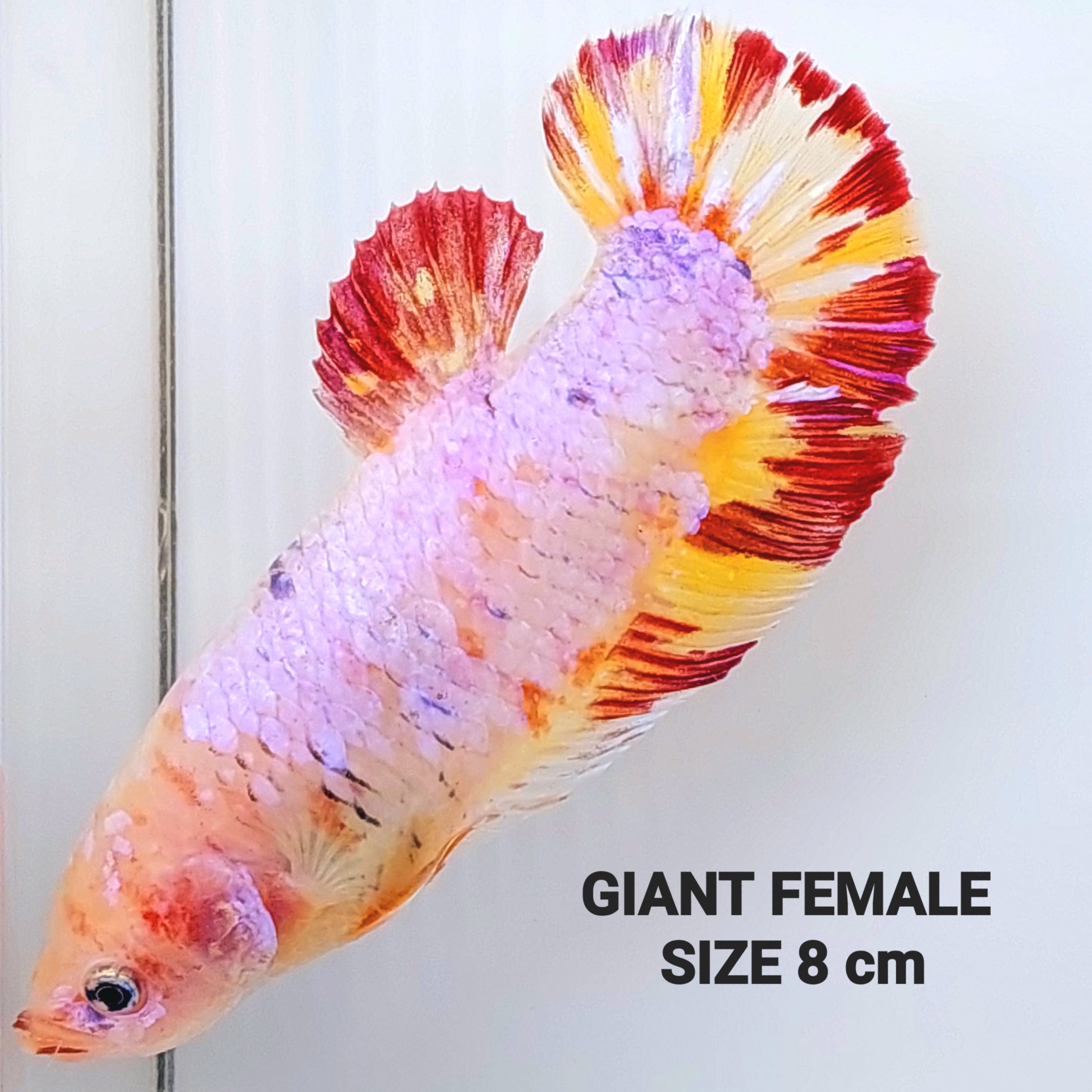 マルチカラー ピンク キャンディ GIANT HMPK 女性 女子学生クラブ タンク/品種用