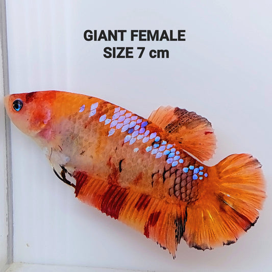 Orange Candy Galaxy GIANT HMPK hembra para hermandad de mujeres tanque/raza