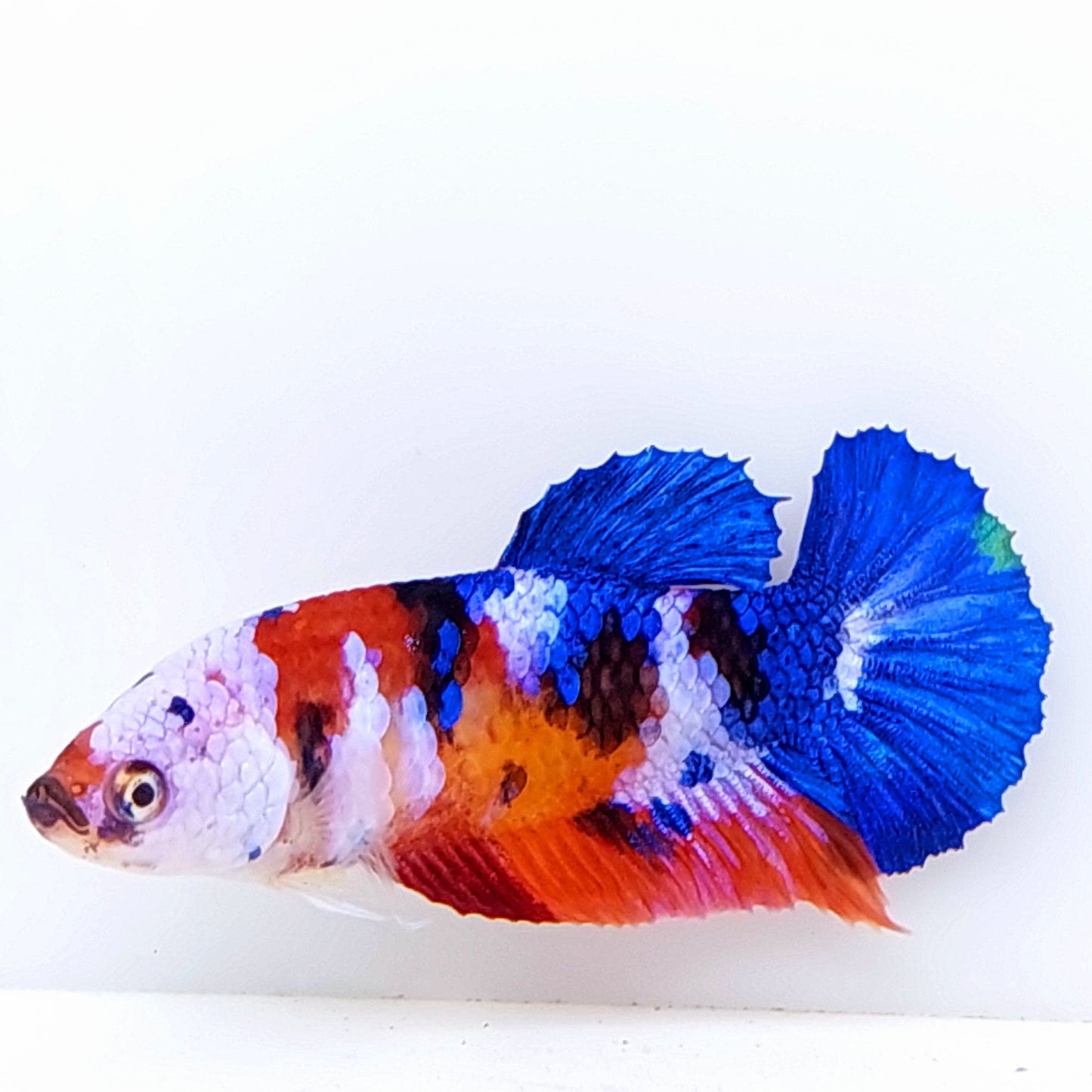 Multicolor Blue Pink Galaxy HMPK Female For Sorority Tank/Breed